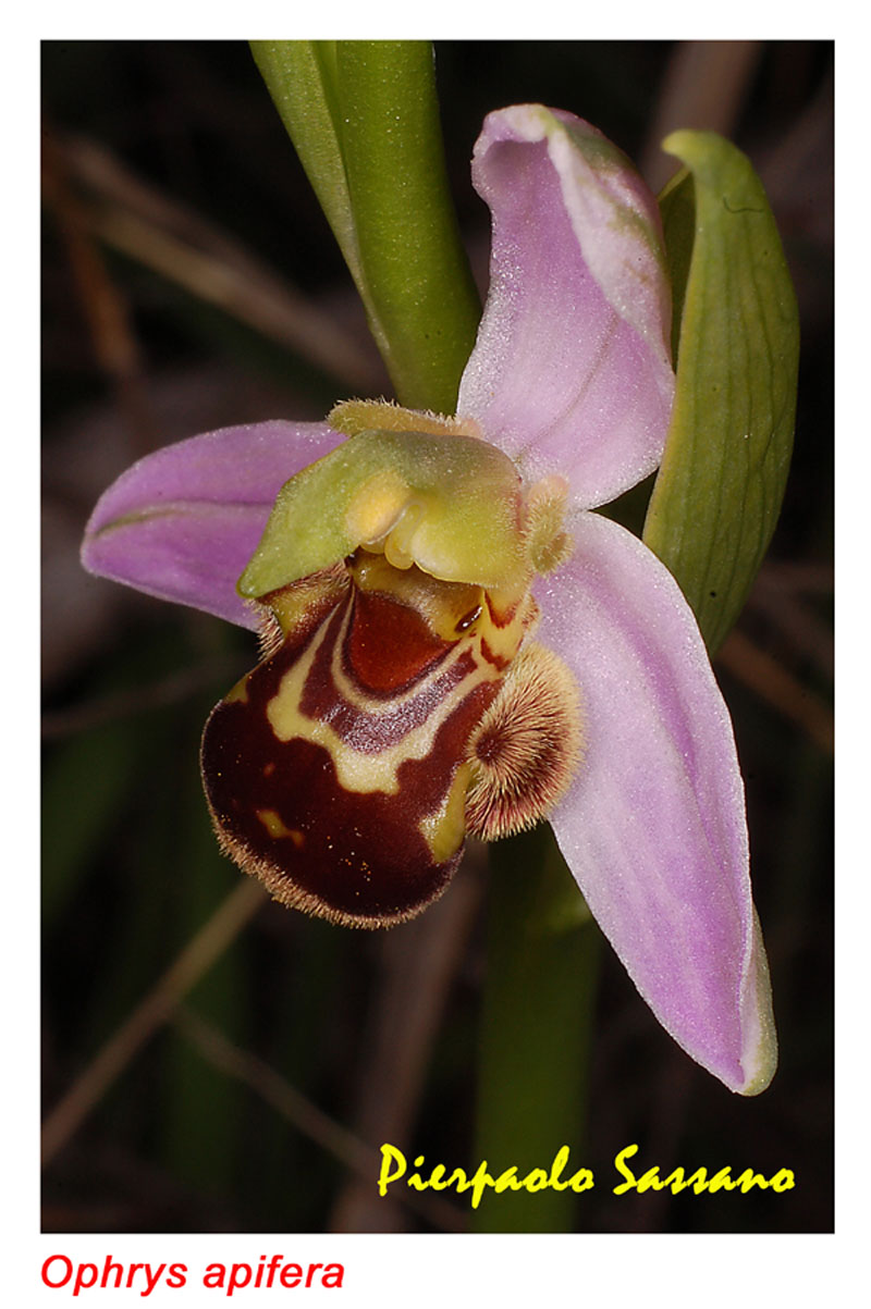 Orchidee del Trasimeno 2008